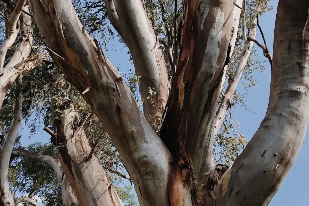 Communities of Practice