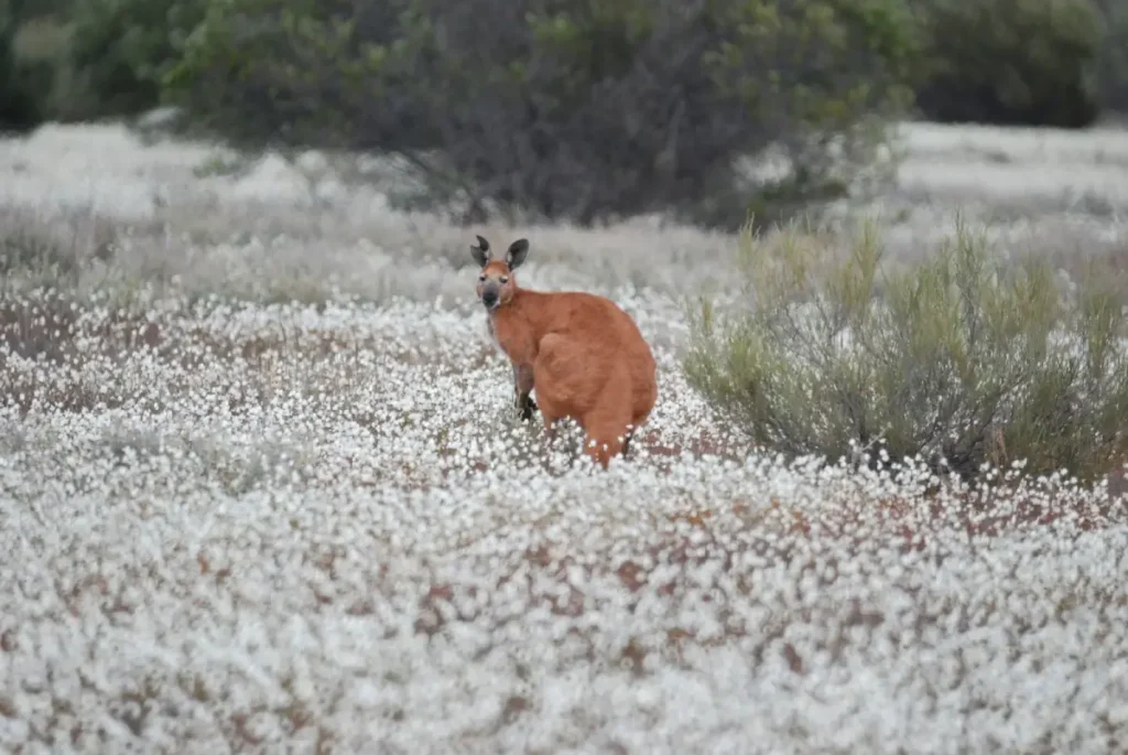 Red+Kangaroo_Charles+Darwin+Reserve_Dale+Fuller-lpr (1)
